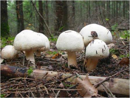     Agaricus   